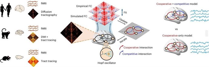Esquema del estudio de las interacciones de cooperación y competición en distintas especies de mamífero.