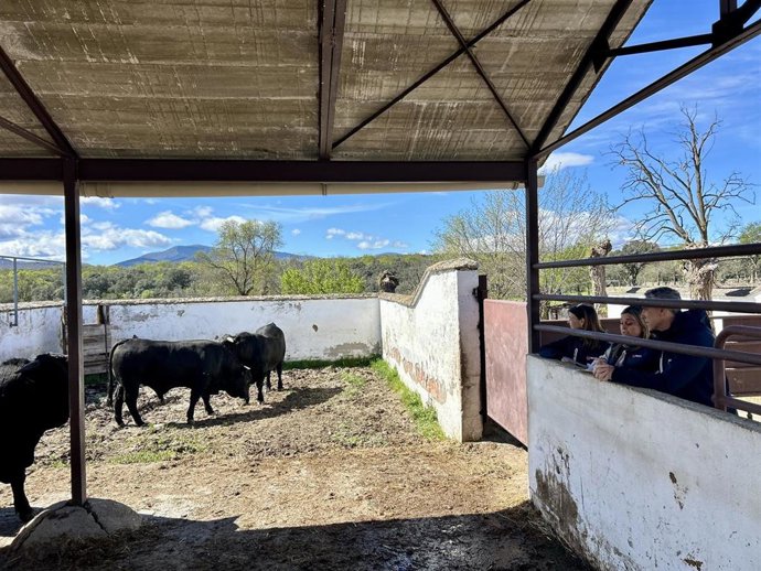 Reses de raza avileña-negra ibérica sorteadas en Buitrago de Lozoya
