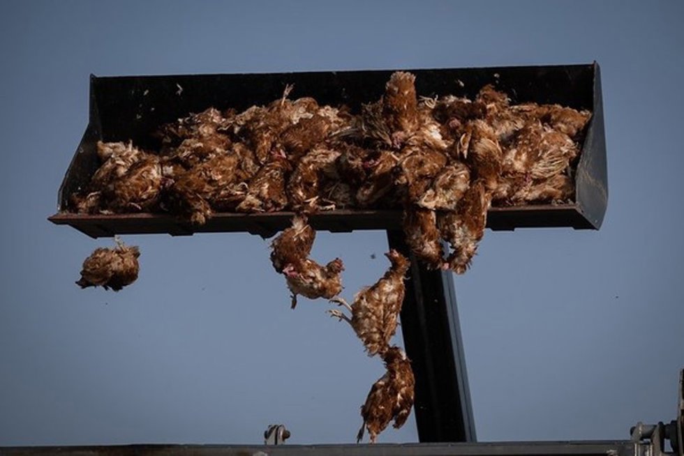 Descarga de pollos en una granja industrial.