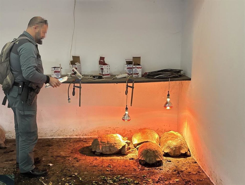 Ejemplares de tortugas africanas intervenidas en Sotogrande.