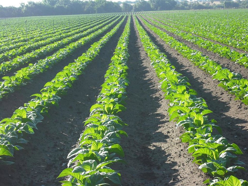 Tabaco en el norte de Extremadura