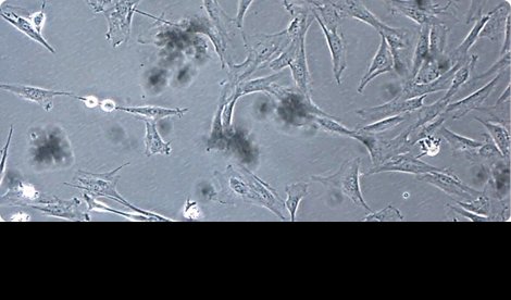 Investigación