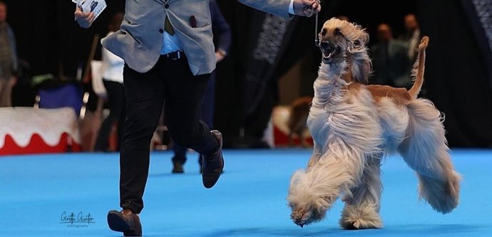 Más de 2.000 perros de 300 razas convertirán Valladolid en la gran capital canina de Europa del 1 al 3 de mayo