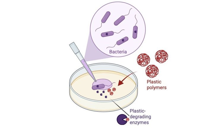 Representación esquemática de bacterias que producen una enzima degradadora de un polímero de plástico