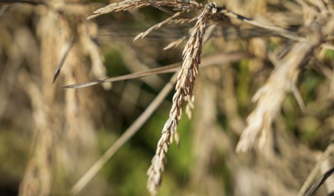 EpAgro - Unión Europea