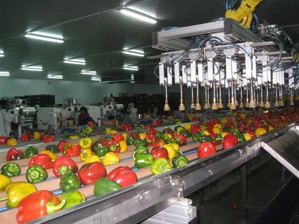 Archivo - Pimientos en un almacén hortofrutícola de Almería.