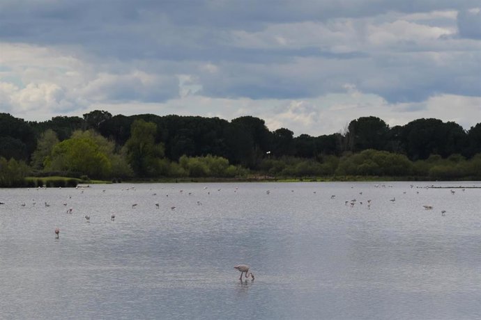 Archivo - Imagen del paraje natural de las marismas de Doñana presentando una inusual inundación del 90% de su superficie. A 12 de marzo de 2026 en Almonte, Huelva (Andalucía, España). 