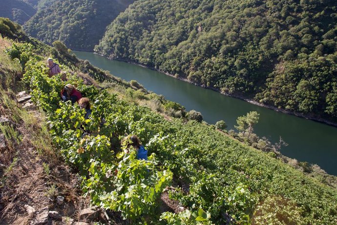Archivo - Varios vendimiadores recogen racimos de uvas en el viñedo de la Bodega Algueira de la D.O. Ribeira Sacra de Lugo durante la temporada 2020