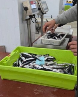 Inicio de la temporada del bocarte en la Lonja de Gijón.