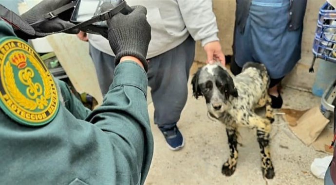 Uno de los perros incautado a los investigados.