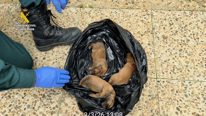 Cachorros fallecidos encontrados por la Guardia Civil en un paraje de Almonte (Huelva).