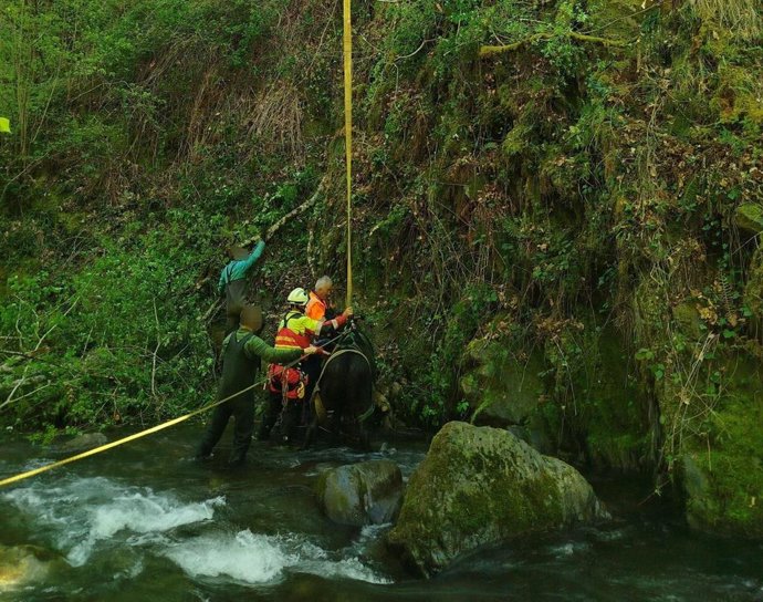 Rescate de la vaca caída al río