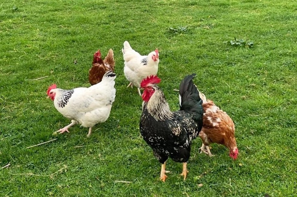 Asturias permite de nuevo la cría de aves de corral en libertad tras el fin de las restricciones