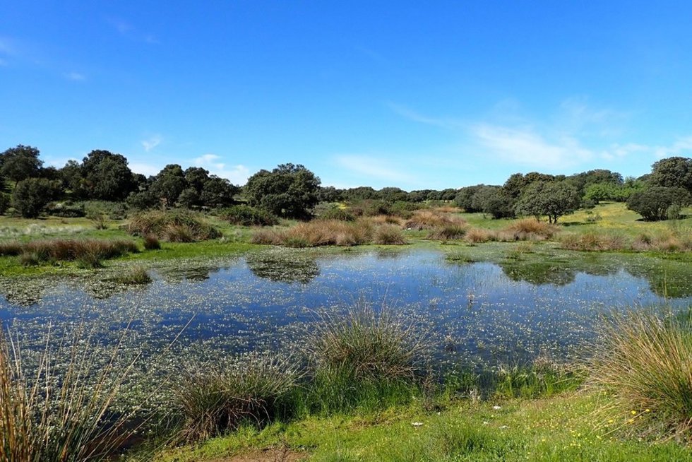EBD-CSIC y UAM documentan la desaparición del 22% de lagunas temporales de la España peninsular en las últimas dos décadas.
