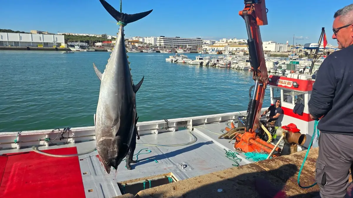 Levantá de atún rojo en Barbate
