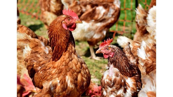 Imatge d'un ocell de corral