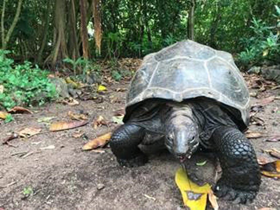 Uno de los galápagos estudiados.