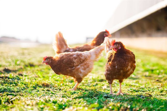 Archivo - Aves en exterior