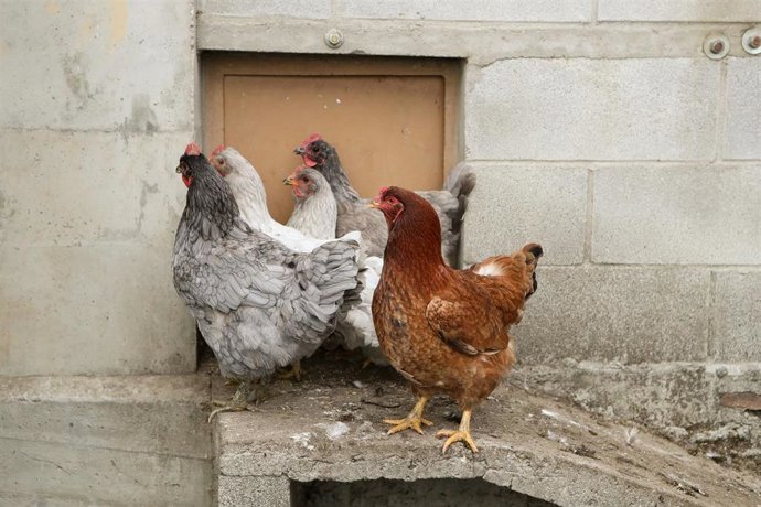 Archivo - Gallinas en gallineros  