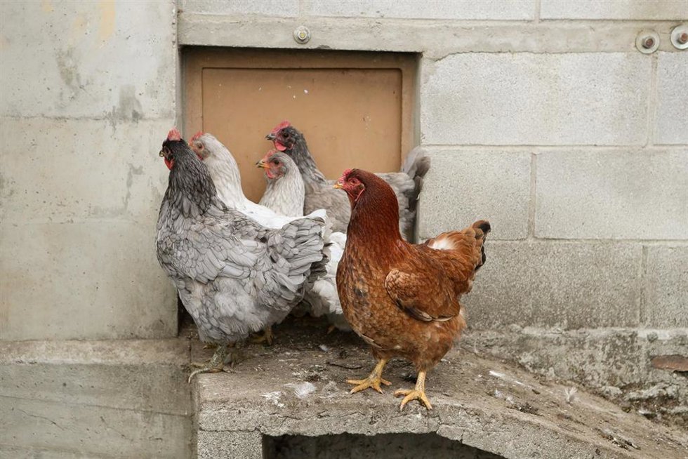 Archivo - Gallinas en gallineros  