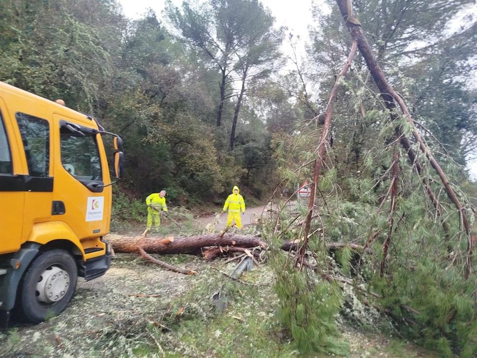 Archivo - Operarios de la Diputación de Córdoba trabajando en la retirada de un árbol caído sobre una carretera provincial durante el pasado temporal.