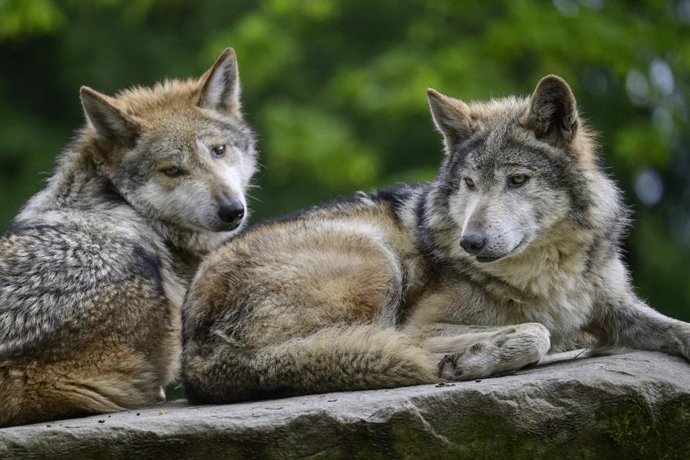 April 15, 2026, Seattle, Washington, USA: Mexican Gray Wolves (Canis lupus baileyi) rest on a rock at Woodland Park Zoo. The species, also known as ''lobos,'' remains one of the most endangered mammals in North America, with a wild population of fewer tha