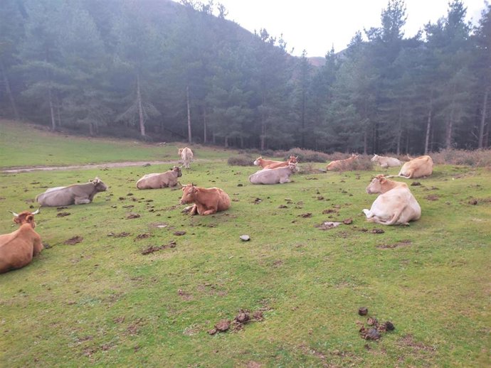 Archivo - Vacas sueltas en Alonsotegi (Bizkaia)