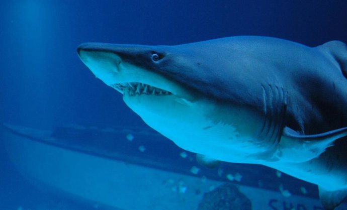 Archivo - Tiburón.