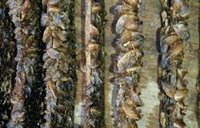 La Junta restringe la pesca en el embalse de Cuevas del Almanzora ante la presencia de mejillón cebra