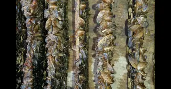 La Junta restringe la pesca en el embalse de Cuevas del Almanzora ante la presencia de mejillón cebra