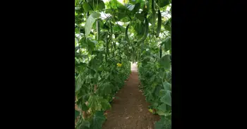 La Junta declara una plaga de trips del tabaco en Almería y Granada que llevará a arrancar pepinos y pimientos