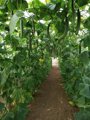 La Junta declara una plaga de trips del tabaco en Almería y Granada que llevará a arrancar pepinos y pimientos