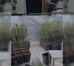 Plantación intervenida