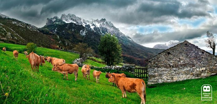 Vacas de Ternera Asturiana.