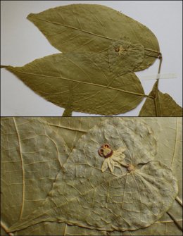 Descubren Ewangoa, un nuevo género de plantas nativo de África Central.