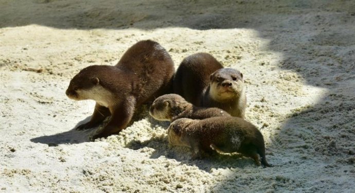 Archivo - Las dos nutrias recién nacidas junto a sus padres en el Ecomuseo Fluviarium de Liérganes