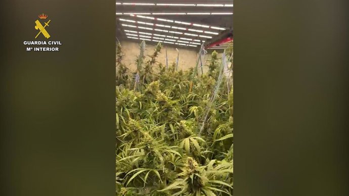 Desmantelada una plantación con casi 280 kg de marihuana en una vivienda de la localidad de Lliria.