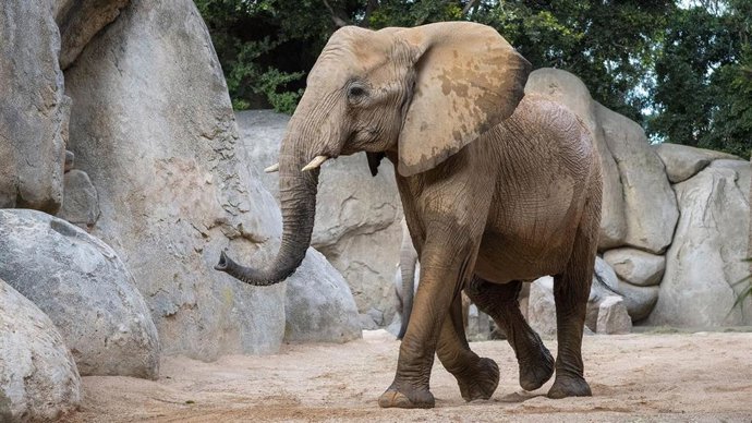 La elefanta Miri en Bioparc Valencia