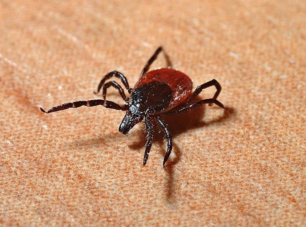 Garrapata.