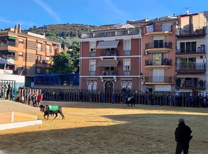 Archivo - Dos toros 'ensogaos' en el recinto habilitado en Beas de Segura con motivo de las fiestas de San Marcos.