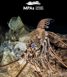 Foto del Estudio del Proyecto MPAs Canary Islands,  sobre las áreas marinas en Canarias