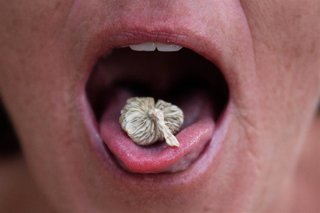 Archivo - Consumo de psilocibina en Estados Unidos