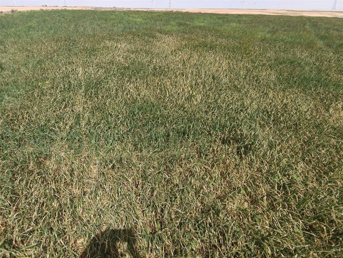Espigas asuradas por el calor y la falta de agua en un campo de Almochuel.