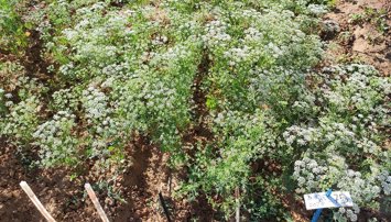 Es Andalucía - Sevilla