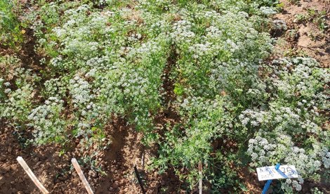 Es Andalucía - Sevilla