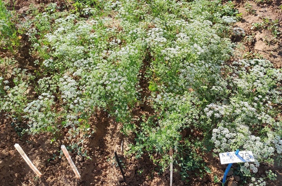 Investigadores andaluces identifican cinco tipos de semillas de anís con potencial para cultivar en España.