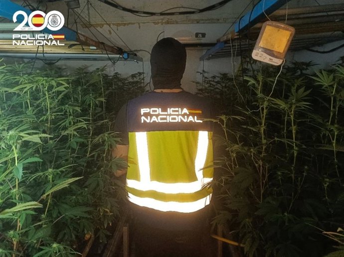 Descubren en su casa en Palma más de 400 plantas de marihuana y asegura que es para consumo propio.