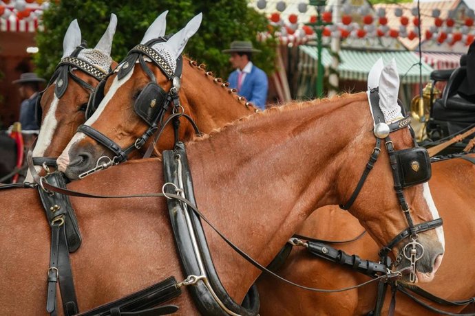 Archivo - Équidos en el Real de la Feria de Abril de Sevilla 2025.