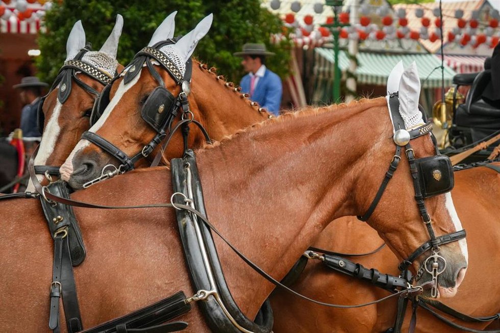 Archivo - Équidos en el Real de la Feria de Abril de Sevilla 2025.