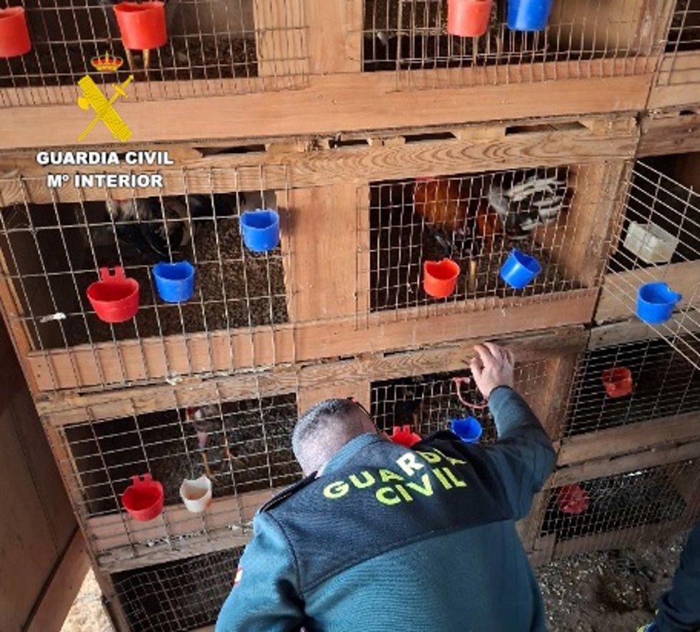 Gallos de pelea intervenidos